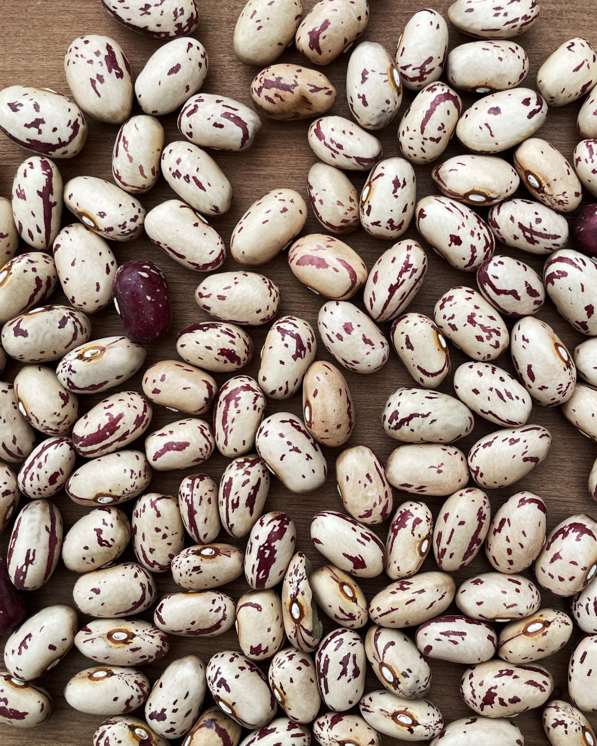 Cranberry Beans (1lb bag)