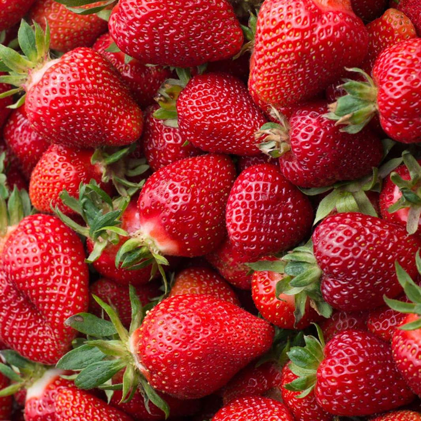 Albion Strawberries (full flat, 12-pint)
