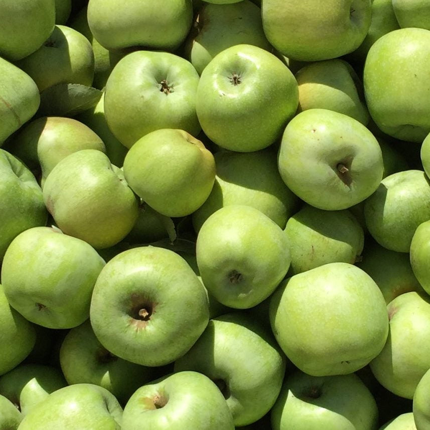 Newtown Pippin Apples (3lb bag)