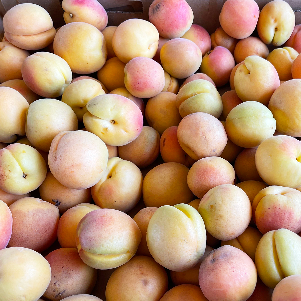 Blenheim Apricots (clamshell)