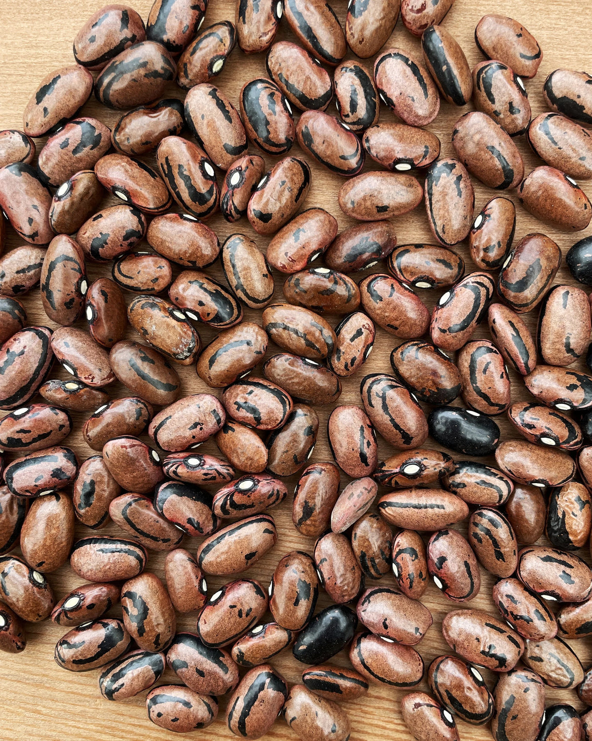 Rio Zape Beans (1lb bag)